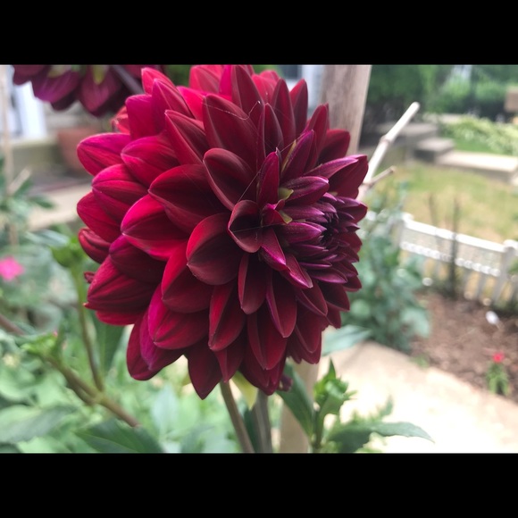 Meet your Posher, Abraham - Picture 1 of 1